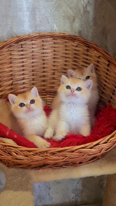 Золотые шиншиллы котята