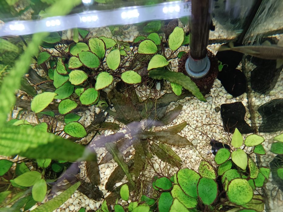 Kryptokoryna brązowa