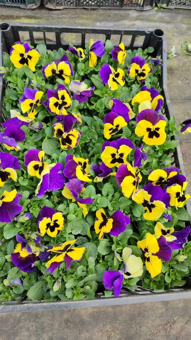 Bratki od Producenta