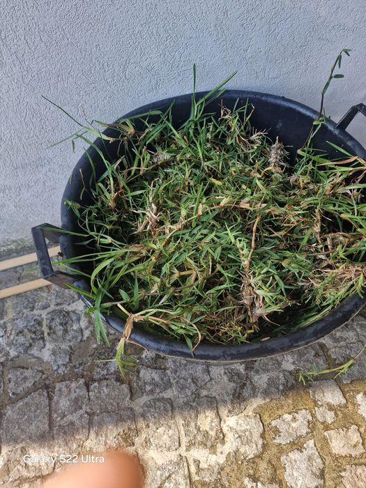 Relva graminha para plantar