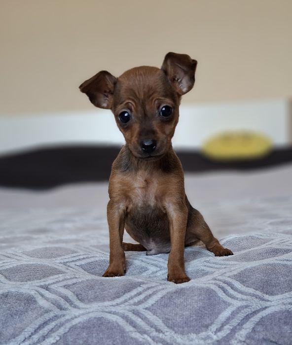 Pinczer miniaturowy xxs mini 2kg