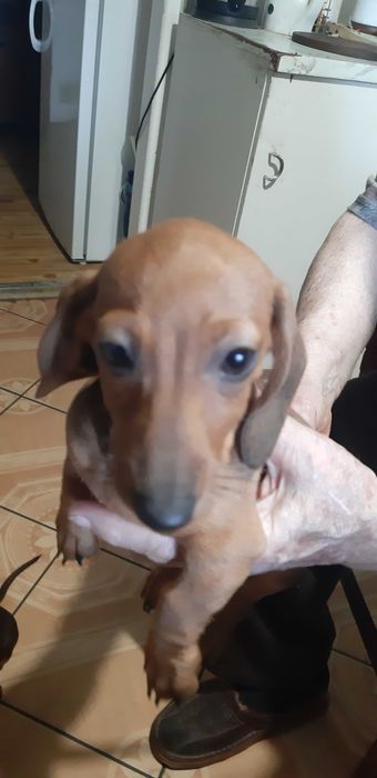 jamnik króliczy -miniatura Piesek Gucio