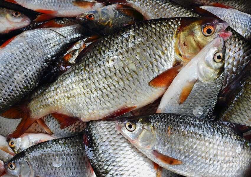 PŁOĆ- sprzedaż ryb konsumpcyjnych