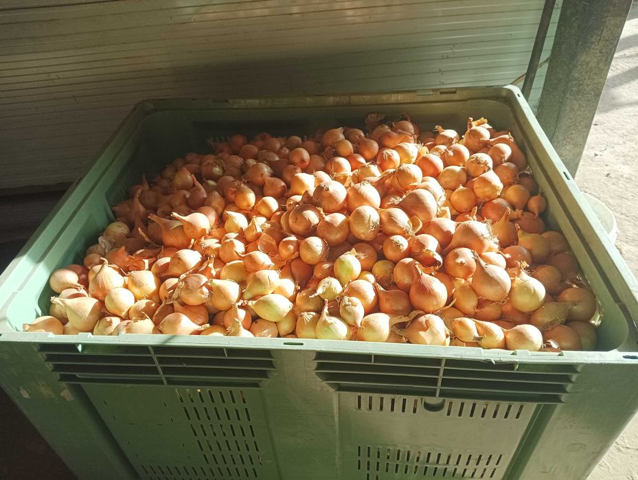 Cebula handlowa, mocna, złocista łuska