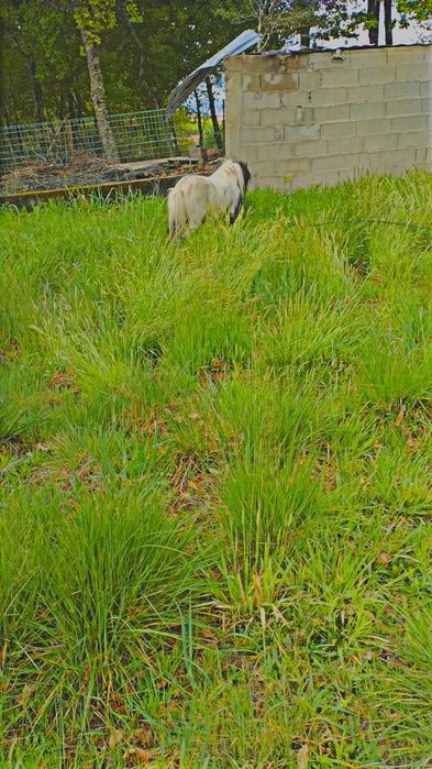 Mini ponei inteiro muito mansinho