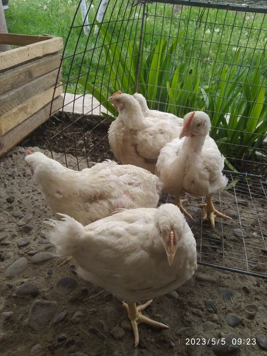 продам курчата гусята качата