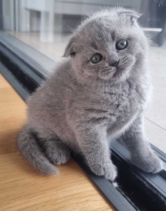 Gatinha muito querida, fofinha e carinhosa.