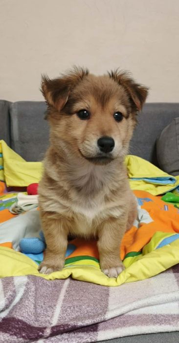 Psi hotel u Halinki Rzeszów