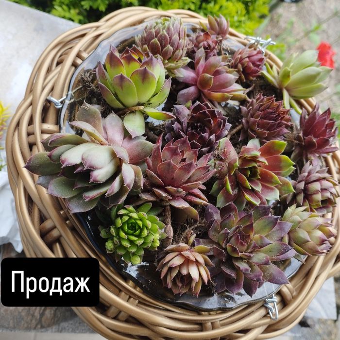 Молодило кам'яна троянда