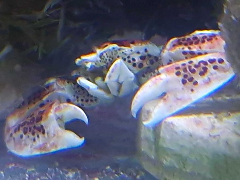 Krab Porcelanowy Neopetrolisthes oshimai Akwarystyka Morska Poznań