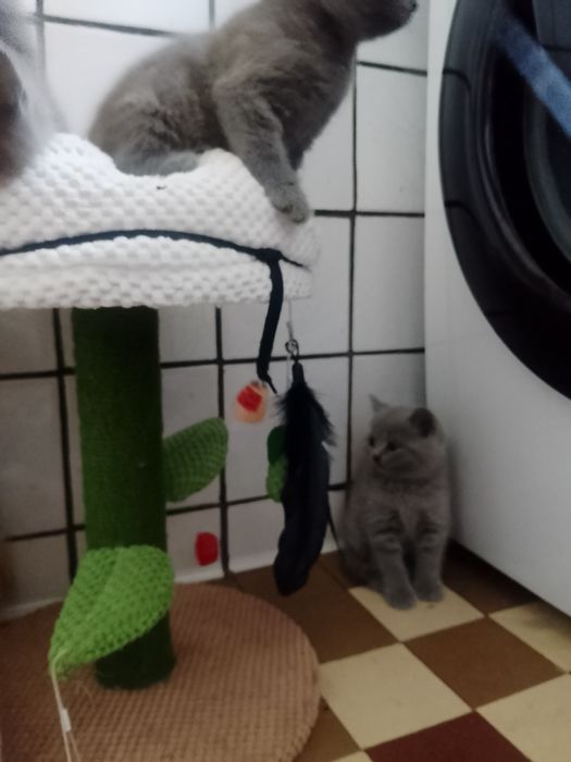 Шотландські прямовухі кошенятка
