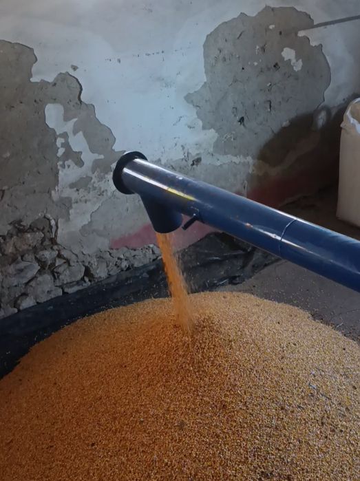 Продам Кукурудзу