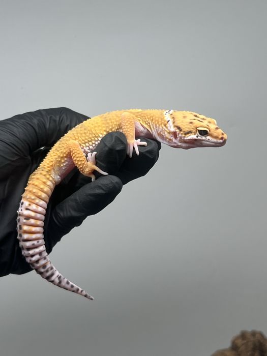 Gekon lamparci samiec tangerine możliwe terrarium
