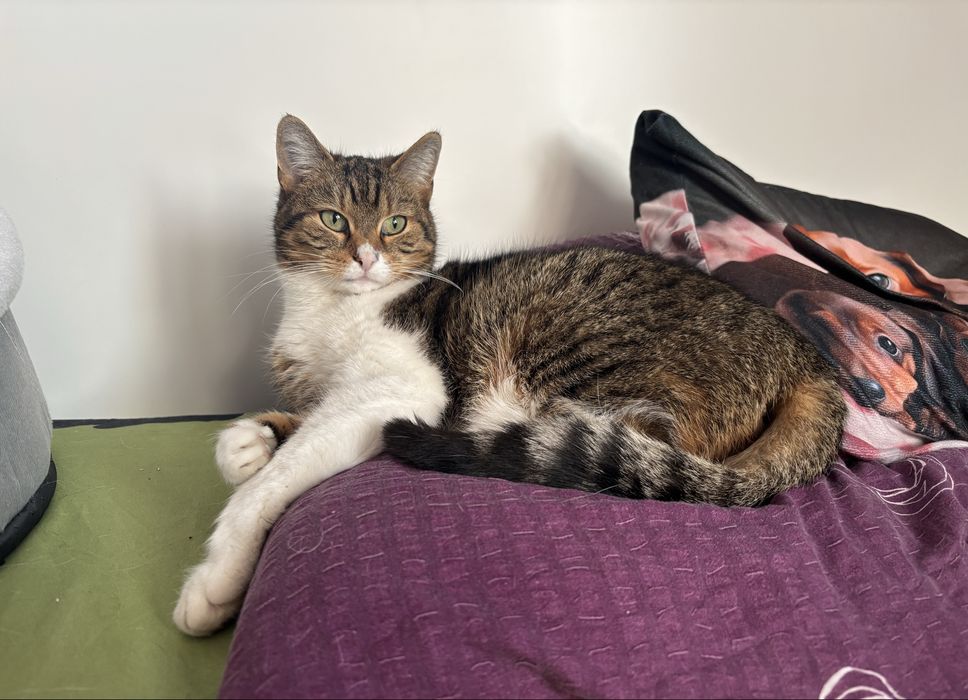 zaginęła kotka zielonki