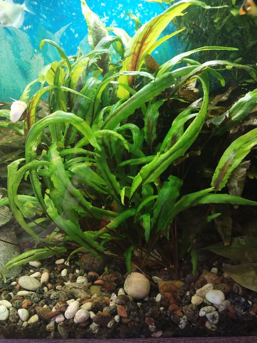 Водоросли для аквариума разные