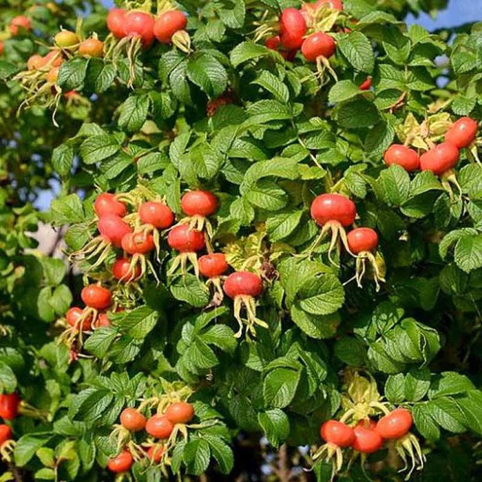 Róża Laxa 30 cm sadzonka 10 sztuk w pojemniku na skarpy jadalna dżemy