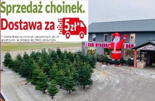CHOINKI świąteczne jodla, świerk oraz w donicach - transport najtaniej