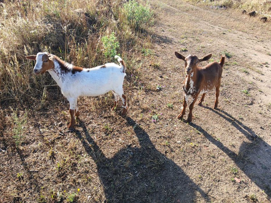 Chibos raça grande