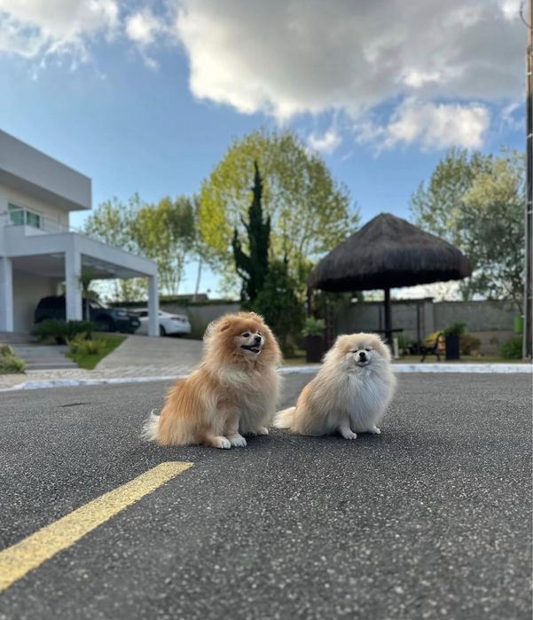 Treinamento e passeio com cães