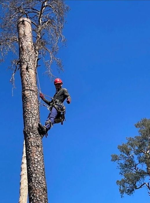 Видалення аварійних гілок/висотне зрізання дерев/локальна підрізка