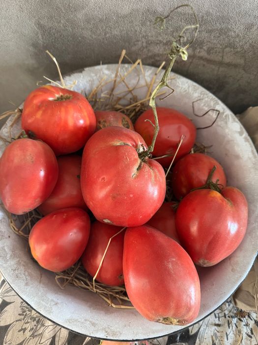 Tomate coração de boi