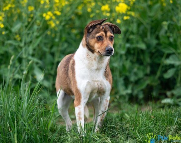 Psiak MAZGAJ rozgląda się za domkiem!