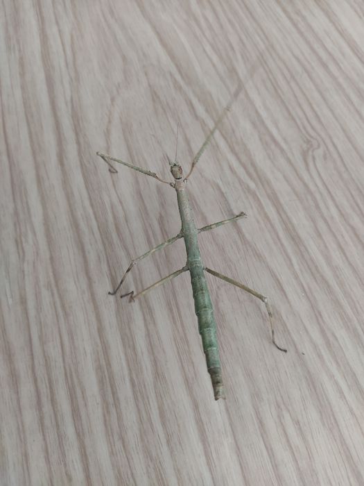 Палочник Аннамский необычный домашний питомец