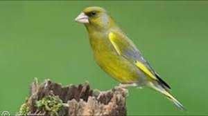 Aves  de Fauna anilhadas  2025