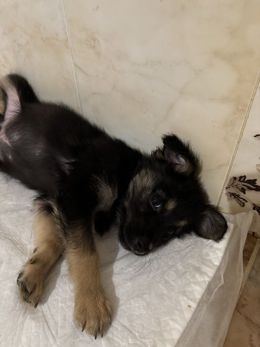 Отдам в хорошие и добрые руки