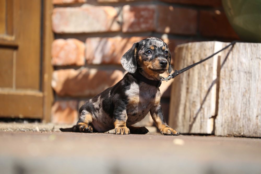 Jamnik blue - merle szczeniak