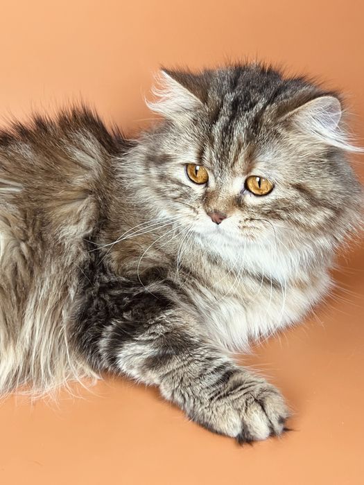 Шотландская кошечка хайленд.