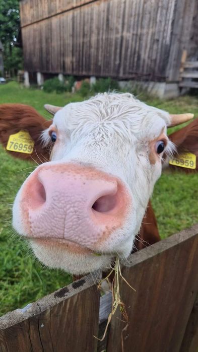 Góralska Zagroda, nocleg w domku nad jeziorem Czorsztyńskim