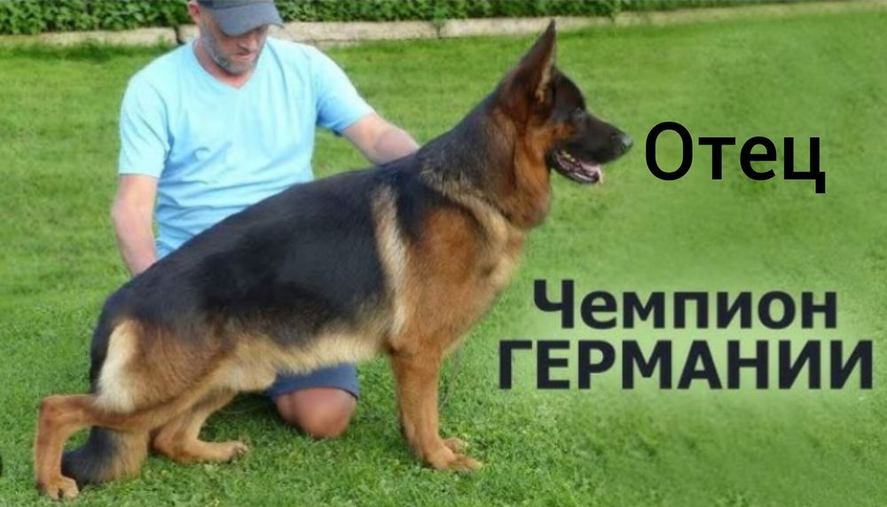 Продажа щенков немецкой овчарки, документы FCI КСУ, элитные крови