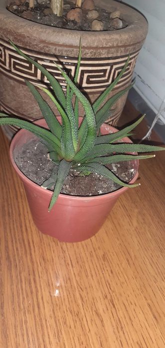 Хавортія смугаста