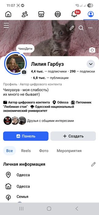 Малышка мини чихуахуа КСУ