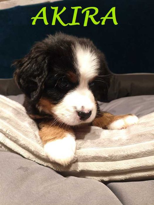 Berneński Pies Pasterski z rodowodem Magnusiowe Wzgórze