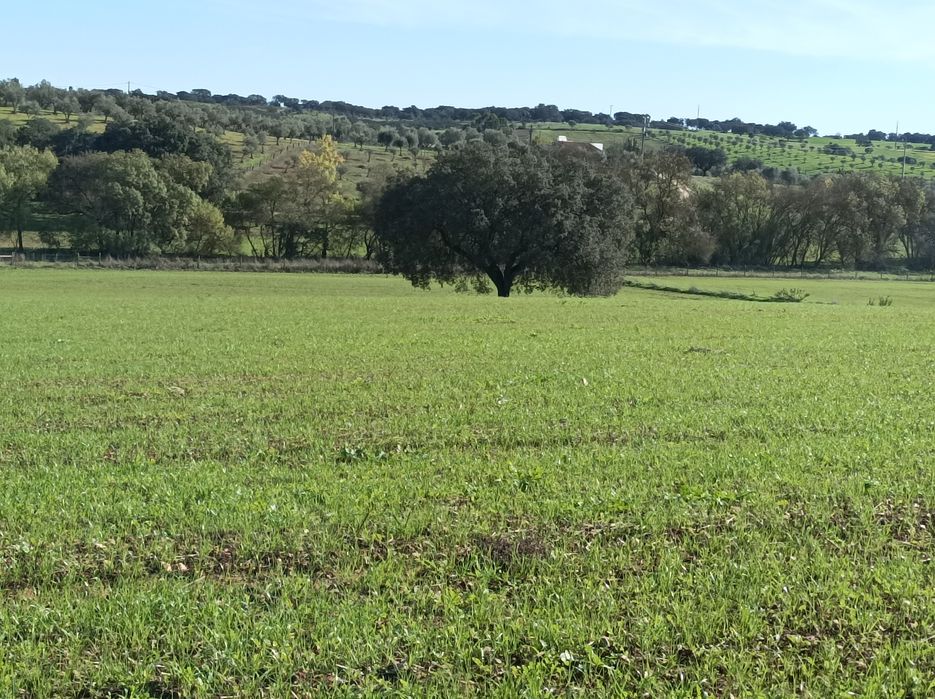 Propriedade junto a Estremoz