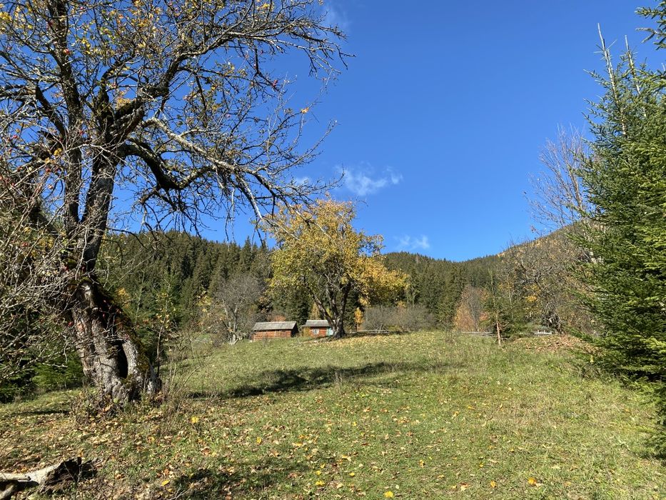 З двох сторін потічки. З трьох сторін дерева. Гарний заїзд