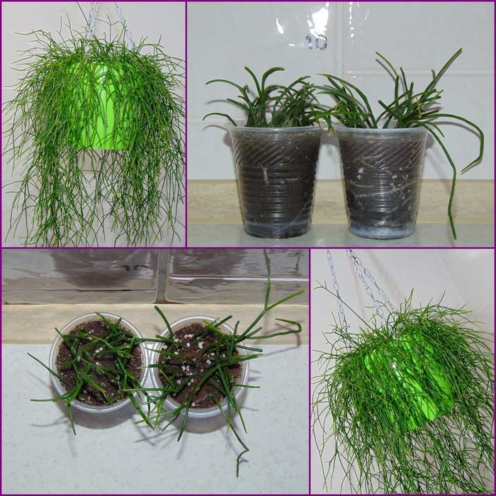 Ріпсаліс волосовидний (Rhipsalis capilliformis)