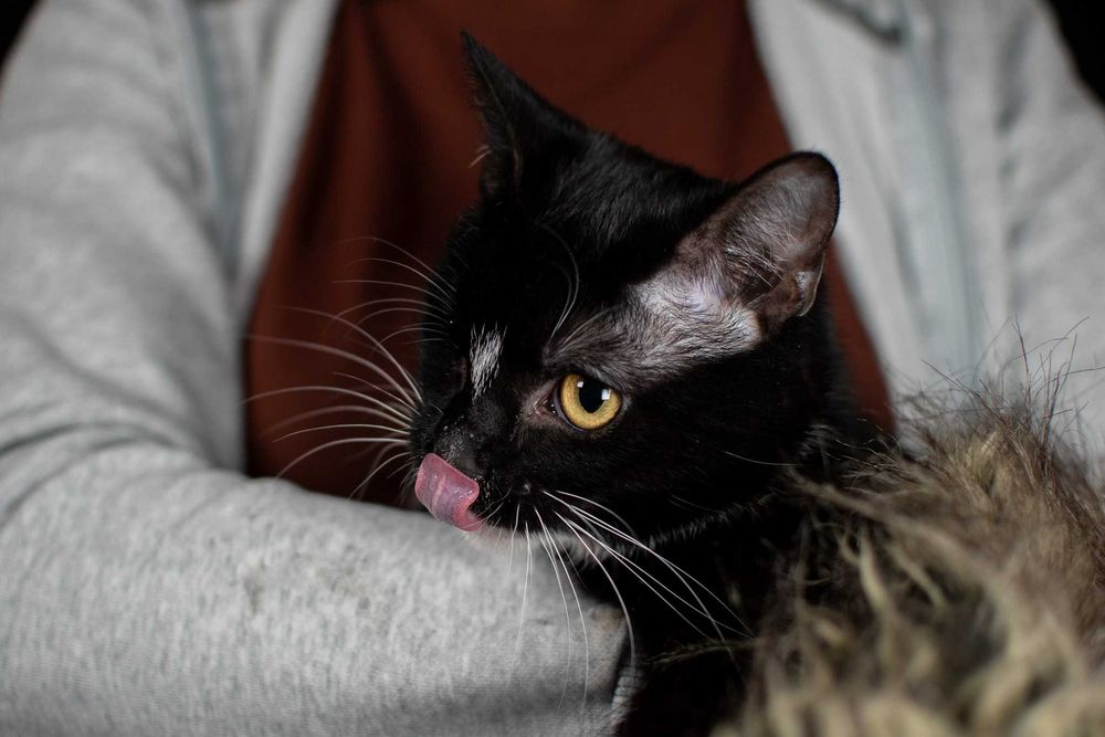 Słodka Mangora bez oczka szuka domku