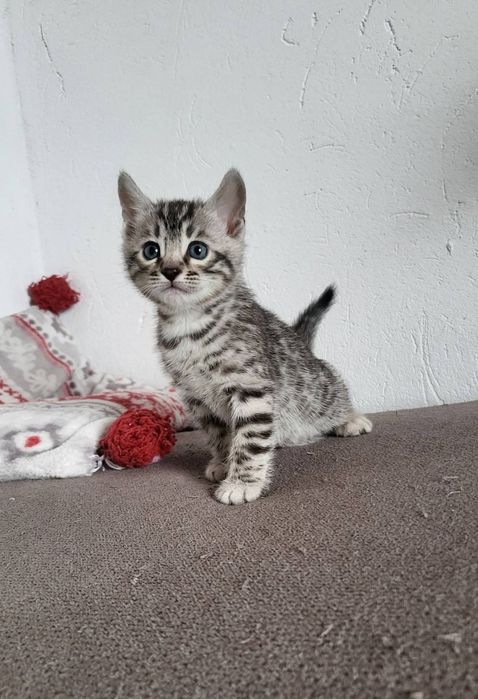 Kotka srebrna bengalska kot bengal rodowód FPL FiFE