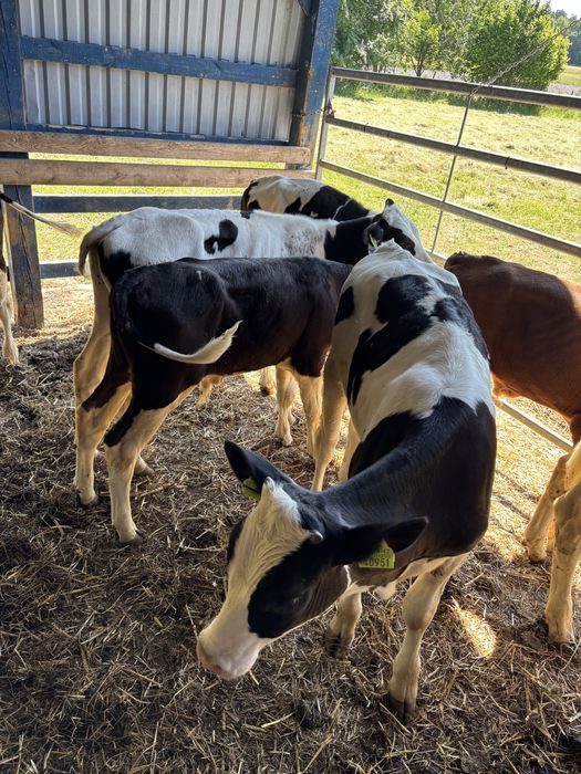 Sprzedam byki samodzielne