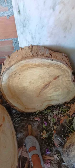 Vendo troncos de madeira de eucalipto para uma mesa de centro