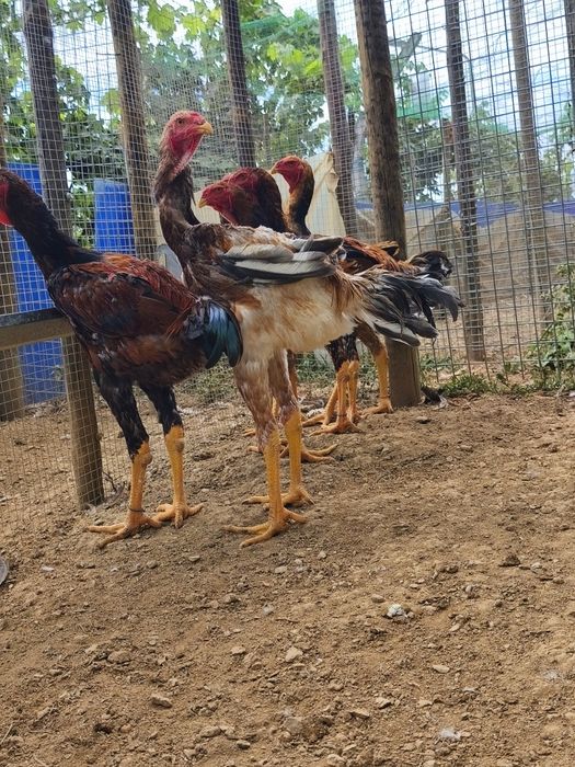 Frangos  Índio Gigante