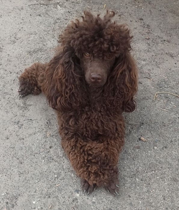 Вязка. Шоколадный миниатюрный пудель