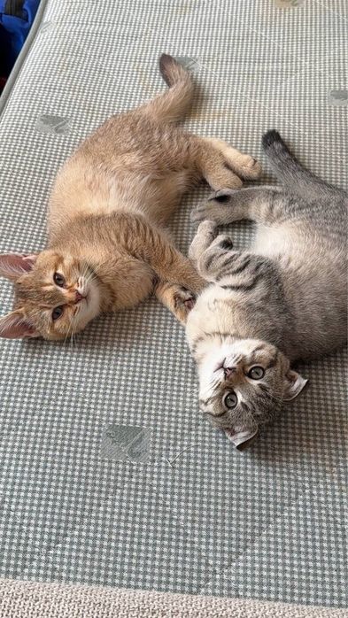 Scottish fold/stright Шотландські малята