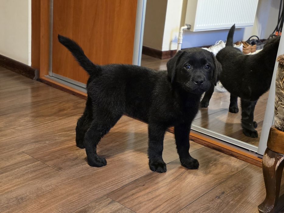 Labrador retriever FCI ZKWP suczka czarna