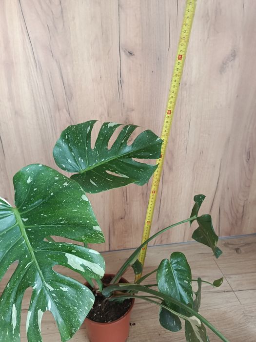 Monstera thai constelation