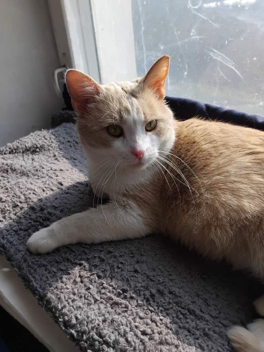 Віддам вибрі руки молодого котика