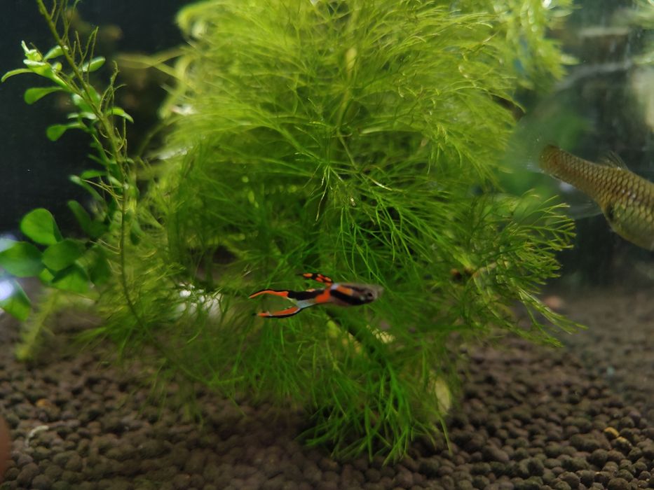 Gupik endler dzikus dwumiecz 2plus1